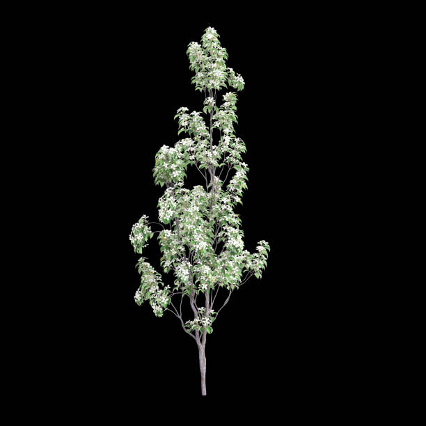 istock 3d illustration of Cornus hongkongensis tree isolated on black background 1806997799