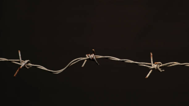 istock Birds resting on barbed wire has it would on native vines and twigs 1806997812