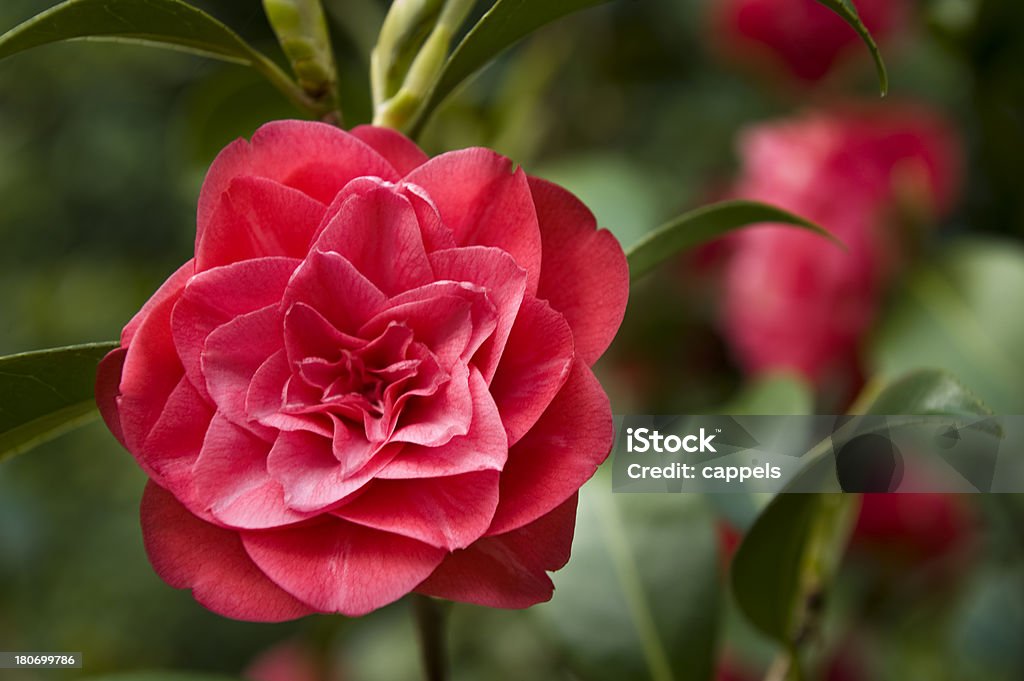 Vermelho Camellia.Color imagem - Royalty-free Camélia Foto de stock