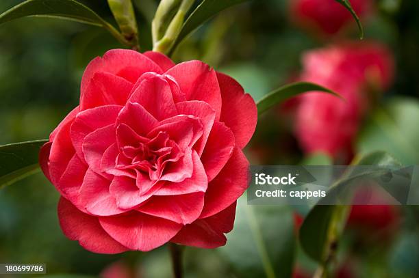 Foto de Red Camelliacolor Imagem e mais fotos de stock de Camélia - Camélia, Espaço para Texto, Flora