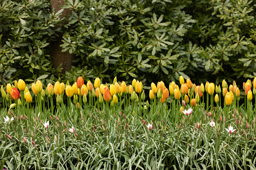 A border of tall yellow and orange tulips on the back background and low small white ones on the front against the background of shrubs