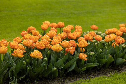 A row of tall blooming orange terry tulips on the lawn copy space