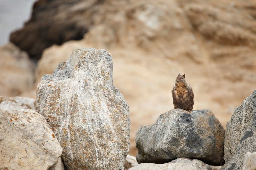 A ground squirrel sits perched on a rock begging for food from tourists on the coast in Northern California
