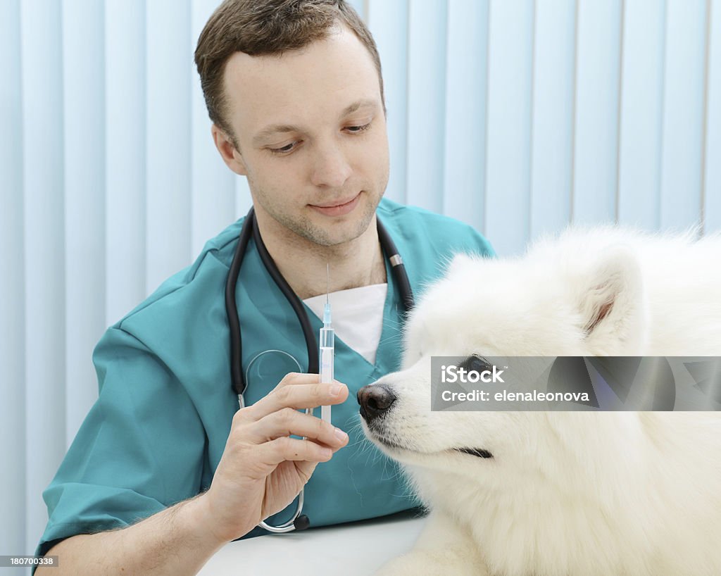 veterinarian Samoyed dog on the examination by a veterinarian 30-39 Years Stock Photo