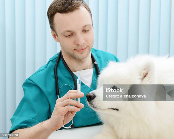 Veterinarian Stock Photo - Download Image Now - 30-39 Years, Adult, Adults Only