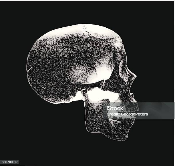 Vue De Côté De Crâne Vecteurs libres de droits et plus d'images vectorielles de Expertise médicolégale - Expertise médicolégale, Profil, Squelette humain
