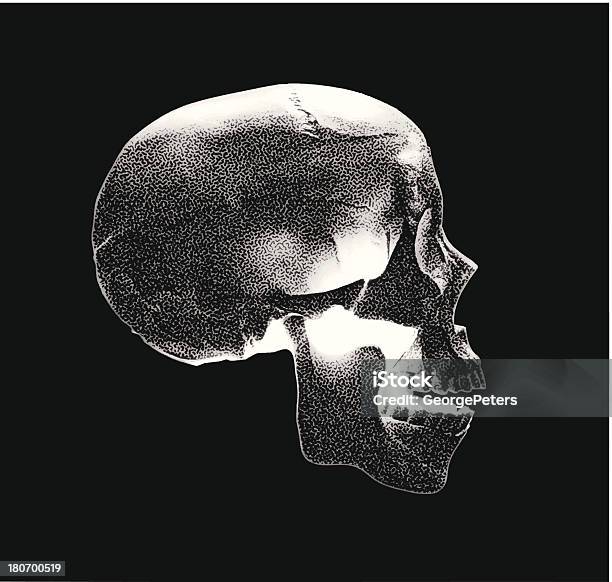 Teschio Vista Laterale - Immagini vettoriali stock e altre immagini di Scienza forense - Scienza forense, Profilo - Vista laterale, Scheletro Umano