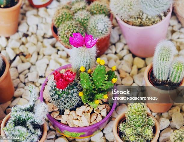 Photo libre de droit de Cactus banque d'images et plus d'images libres de droit de Botanique - Botanique, Cache-pot, Cactus