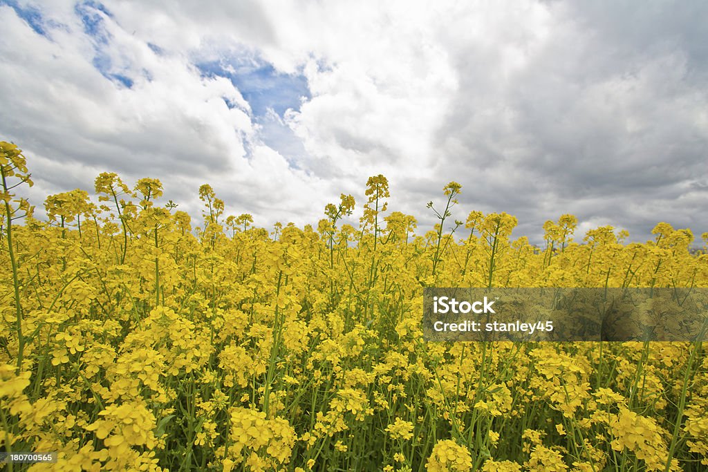 Campos de Ouro - Royalty-free Agricultura Foto de stock