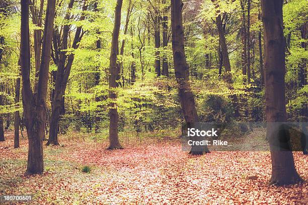 Green Forest Stockfoto und mehr Bilder von Ast - Pflanzenbestandteil - Ast - Pflanzenbestandteil, Baum, Baumkrone