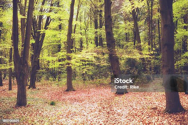 Photo libre de droit de Green Forêt banque d'images et plus d'images libres de droit de Allemagne - Allemagne, Arbre, Arbre à feuilles caduques
