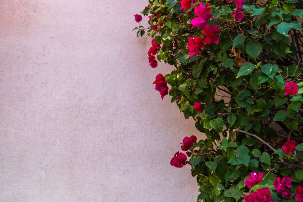 istock Bougainvillea shrub with red blooms against stucco wall 1807008206