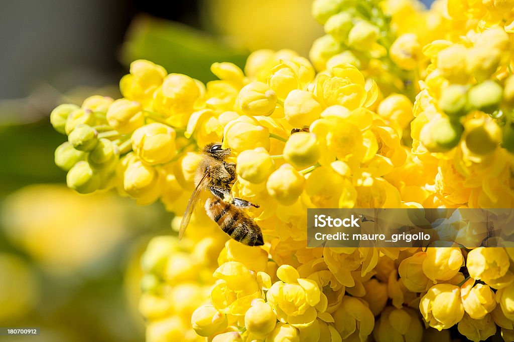 Pszczoły miodnej zbieranie pyłku z kwiatów - Zbiór zdjęć royalty-free (Bliskie zbliżenie)