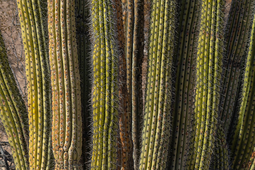 Textured background of prickly cacti grouping with copy space