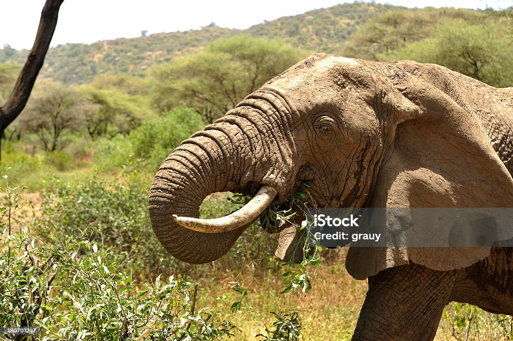 Słoń spożywania shrub - Zbiór zdjęć royalty-free (Afryka)