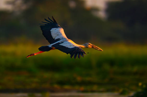 istock Asian openbill stork in flight in golden hour 1807013416