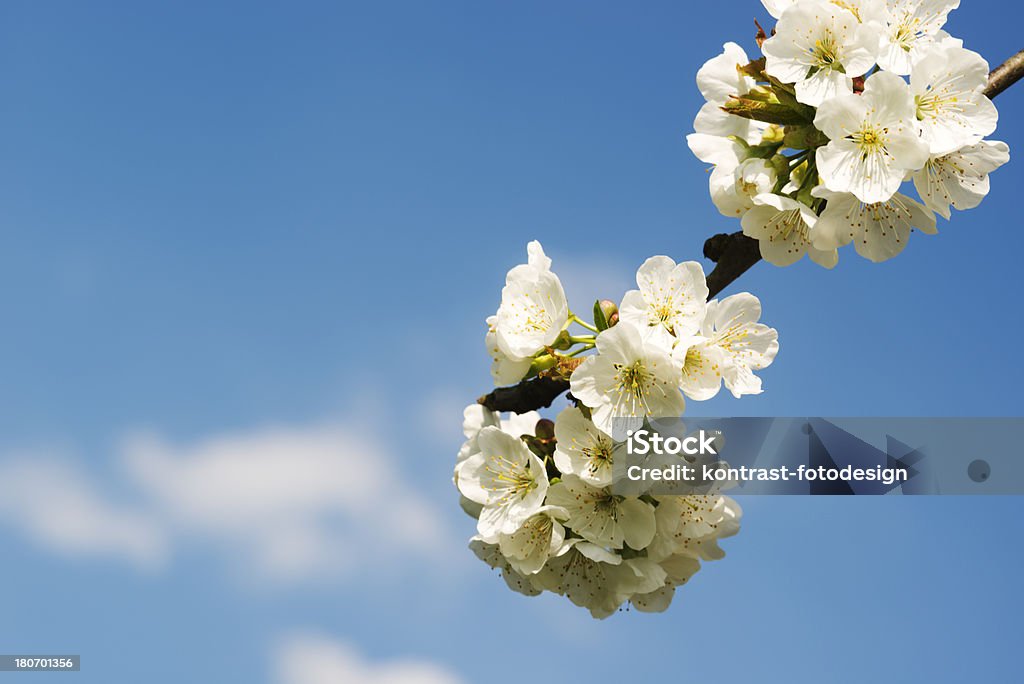 Japanische Kirschblüten - Lizenzfrei April Stock-Foto