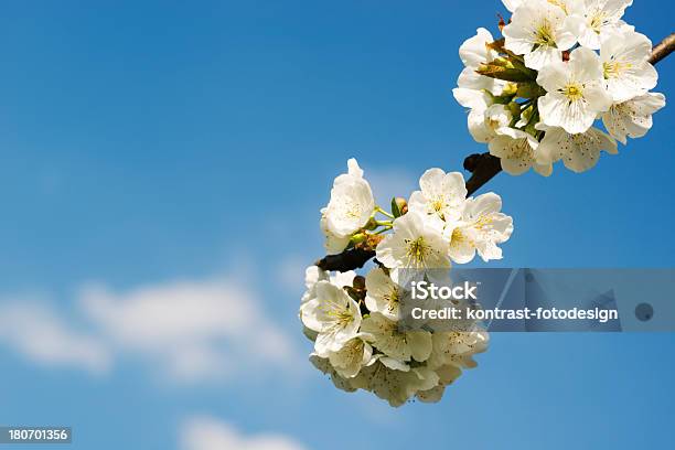 Japanische Kirschblüten Stockfoto und mehr Bilder von April - April, Ast - Pflanzenbestandteil, Baum