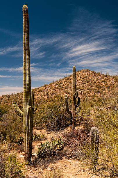 istock Desert Landscape in Arizona 180701381