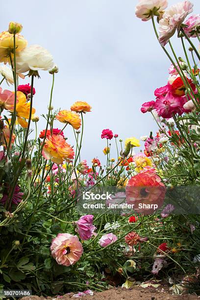 Bereich Ranunkelblumen Stockfoto und mehr Bilder von Baumblüte - Baumblüte, Bildhintergrund, Blume