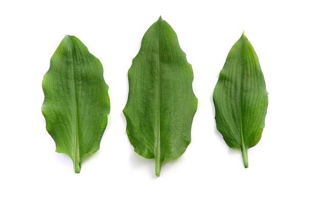 three leaves of wild garlic (Allium ursinum) three leaves of wild garlic (Allium ursinum) zigeunerlauch stock pictures, royalty-free photos & images