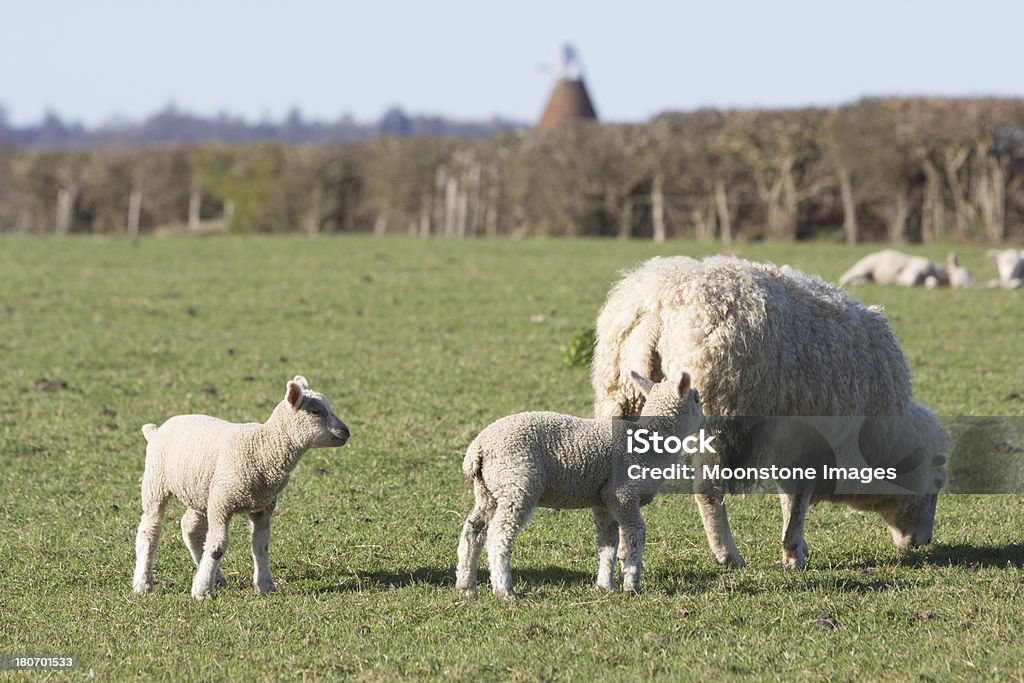 Moutons dans le Kent, en Angleterre - Photo de Agneau - Animal libre de droits