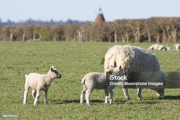 Photo libre de droit de Moutons Dans Le Kent En Angleterre banque d'images et plus d'images libres de droit de Agneau - Animal - Agneau - Animal, Angleterre, Animal femelle