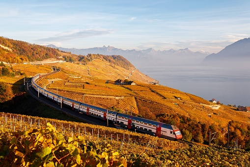 A  train traveling on a railway curve thru Lavaux vineyard terraces on the shore of Lake Geneva with the grapevines turning into golden colors at sunset in autumn, in Grandvaux, Vaud, Switzerland