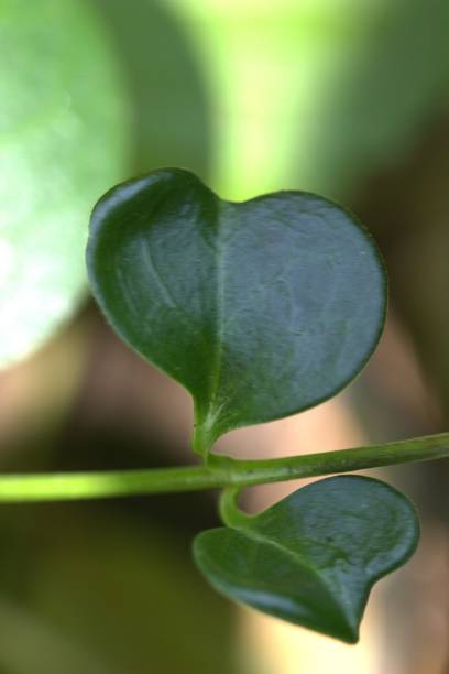 istock Heart shaped plant 1807022214
