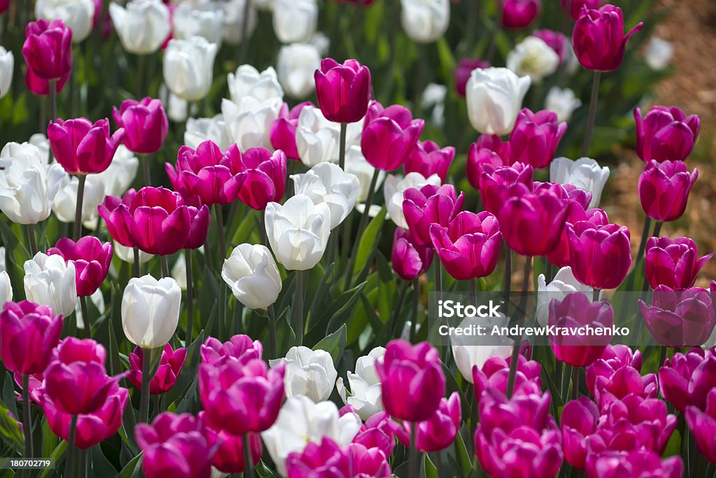 Tulipany - Zbiór zdjęć royalty-free (Bez ludzi)