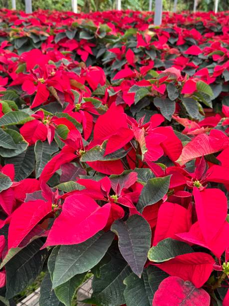 Close up of red poinsettias stock photo