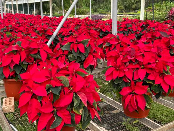 Large pots of poinsettias stock photo