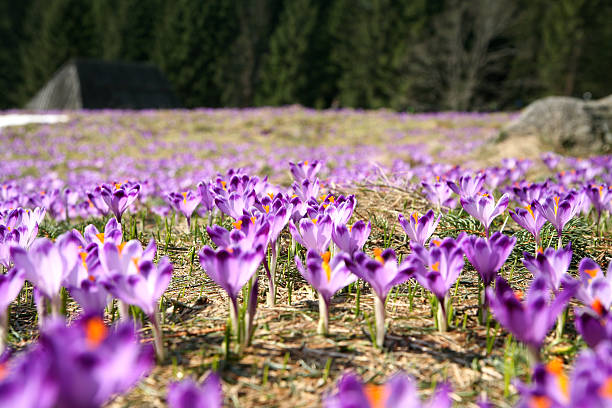 crocuses in the mountains stock photo