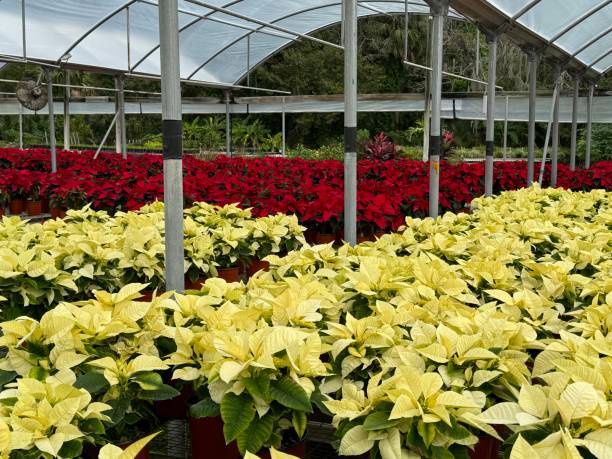 Poinsettia harvest in white and red stock photo