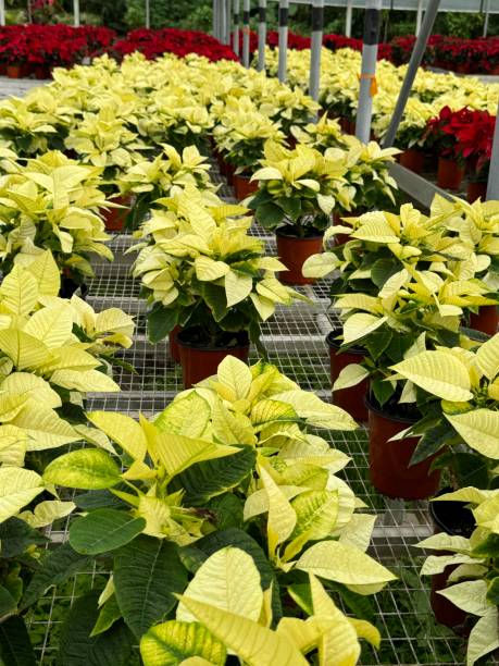 White Poinsettia stock photo