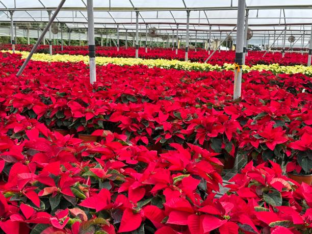 A line of white among the red Poinsettia stock photo