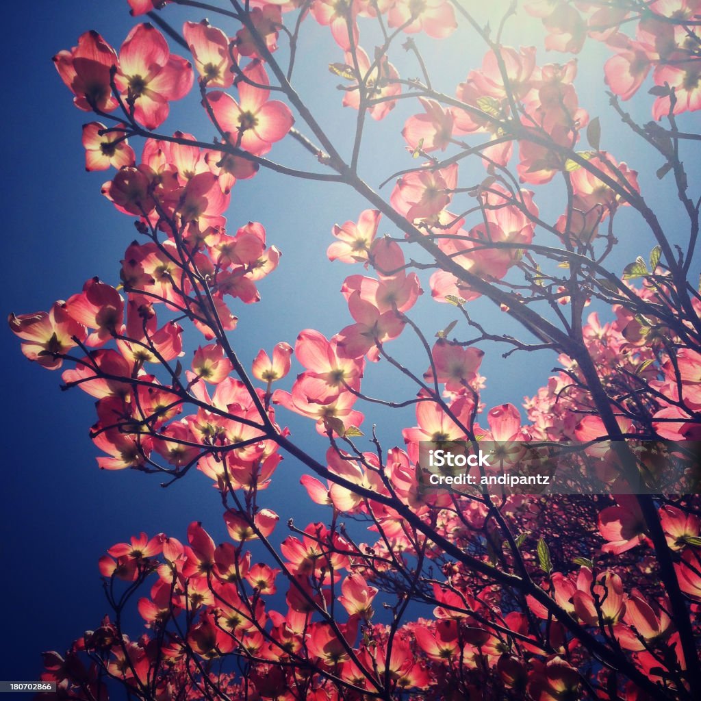 Flowering dogwood tree - Zbiór zdjęć royalty-free (Bez ludzi)