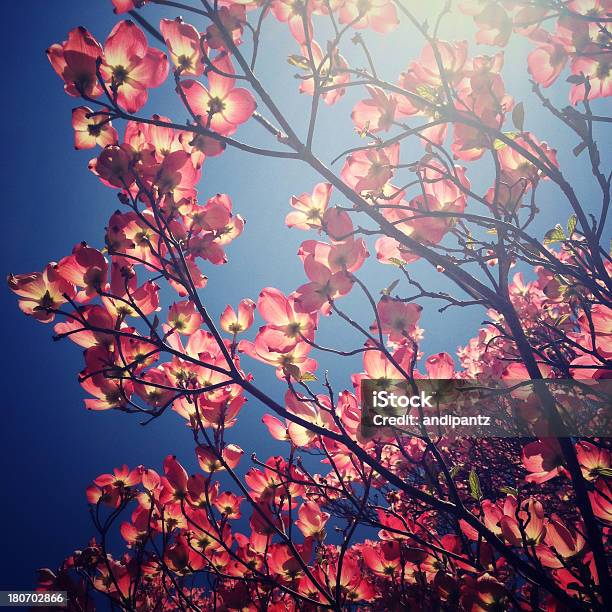 Flowering Dogwood Tree - zdjęcia stockowe i więcej obrazów Bez ludzi - Bez ludzi, Dereń, Drzewo