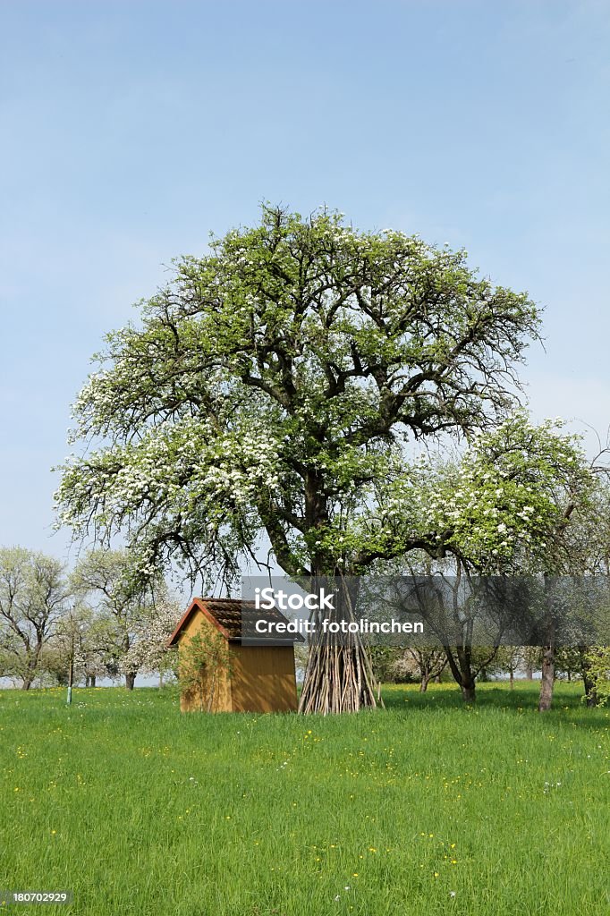 Apple tree - Lizenzfrei Apfelbaum Stock-Foto