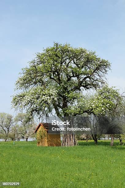 Apple Tree Stockfoto und mehr Bilder von Apfelbaum - Apfelbaum, Baum, Blockhütte