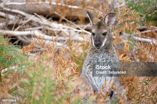 Graues Riesenkänguru In Bush Stockfoto und mehr Bilder von Australien - Australien, Australisches Buschland, Beuteltier
