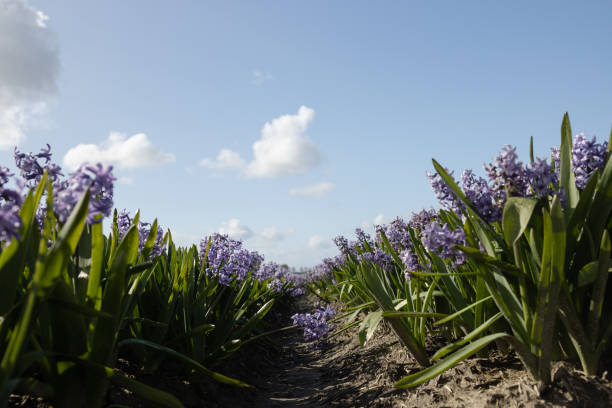 istock Rows of lilac hyacinths on a blue sky background, copy space 1807029931