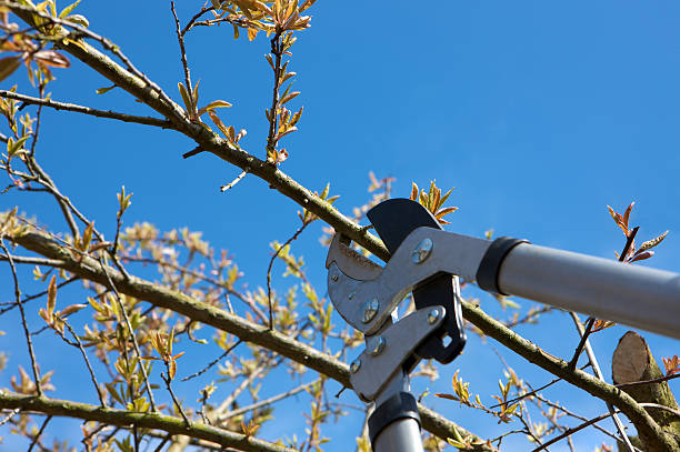 istock Tree being pruned with Loppers against a clear blue sky 180703026