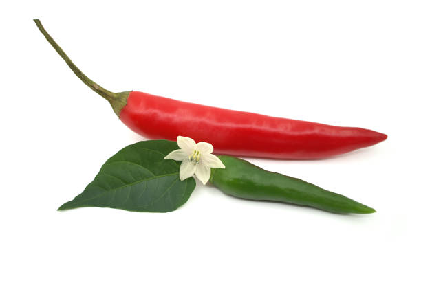 istock Chili peppers with a white flower isolated on white 1807032028
