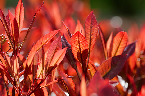 These are new spring shoots on an evergreen hedge (Photinia x fraseri) æRed RobinÆ. Photinia is often chosen as a dense hedge plant that grows fiery red new leaves early in the year.