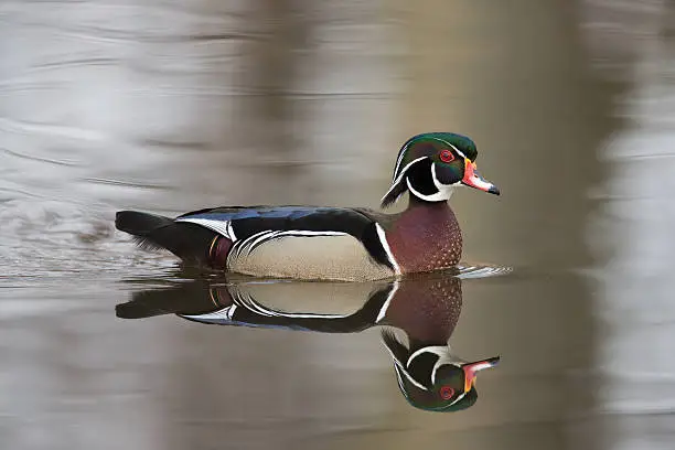 male woodduck