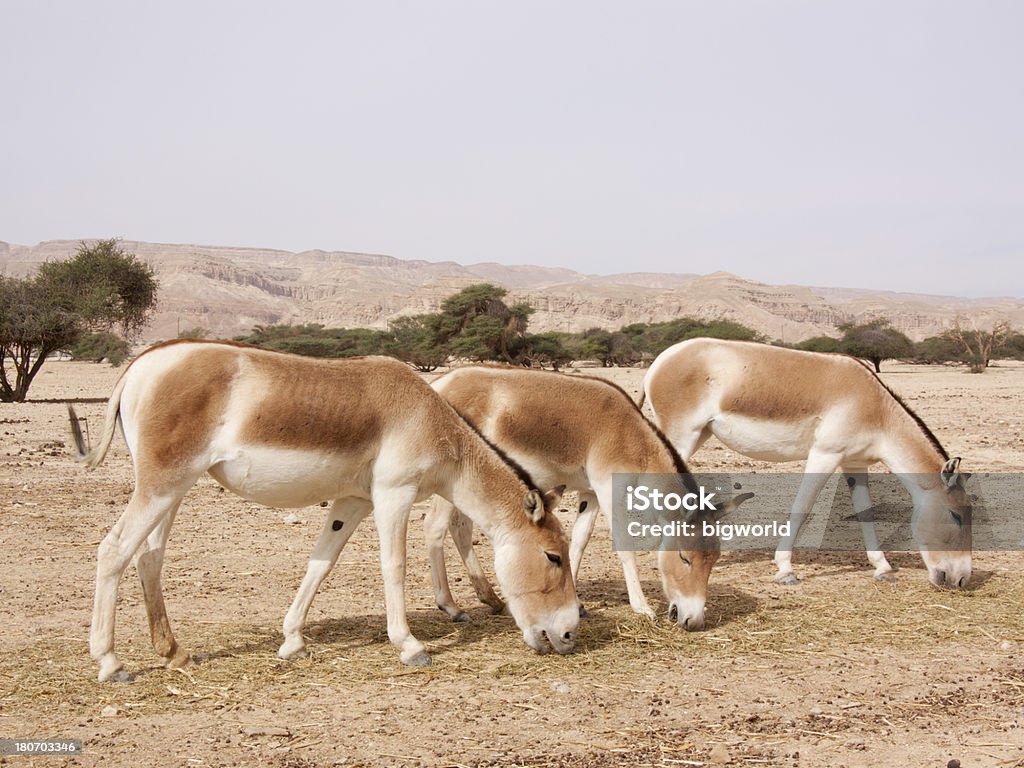 Onagers mangiare in un conservation reserve - Foto stock royalty-free di Ambientazione esterna