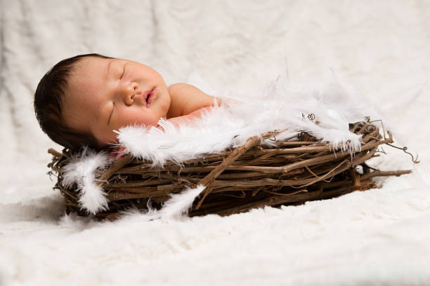 новорожденный спать в гнездо - baby animal nest newborn lying down стоковые фото и изображения
