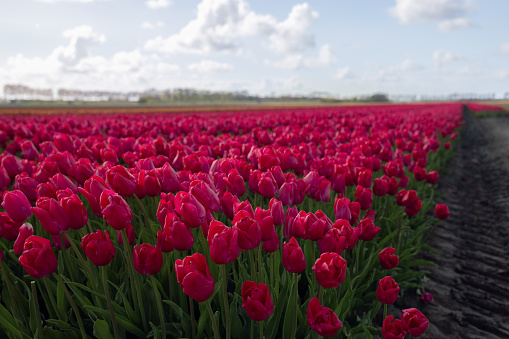 Field of blooming red tall tulips close-up, blurred background