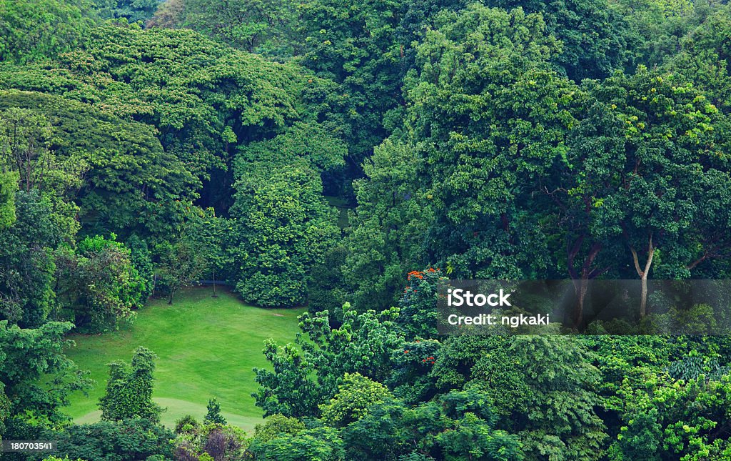 Bosque - Foto de stock de Arboleda libre de derechos